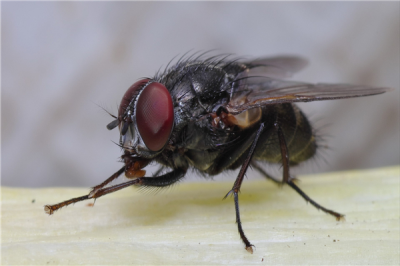 ​苍蝇的祖宗是什么？缅甸矿井创造旷古苍蝇琥珀_1亿年前