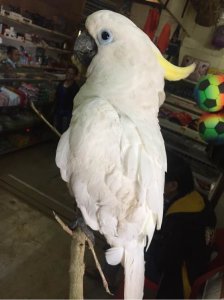 ​超市老板花50块钱买一只鸟，卖家说是葵花鹦鹉，网友：真赚大发了