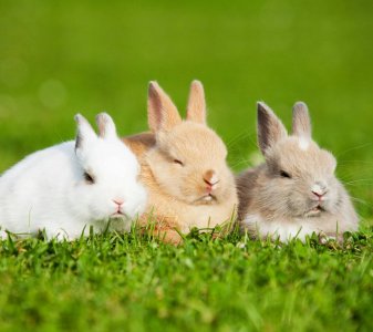 ​家养兔子的注意事项 在家养兔子有哪些注意事项？