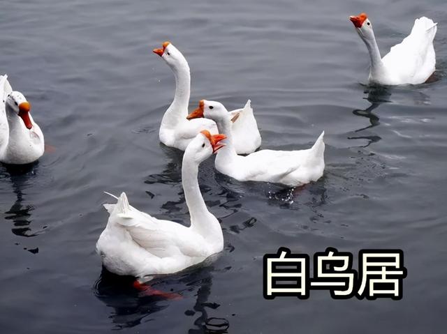 在上海如何快速学会上海话(讲一口正宗流利的上海话)(6)