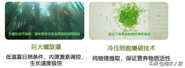 海藻肥的优势和缺点（你应该要知道的事情）(6)