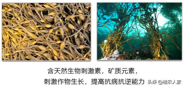 海藻肥的优势和缺点（你应该要知道的事情）(5)