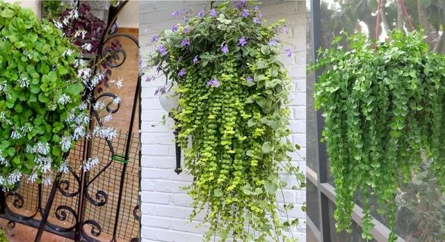 室内适合养的18种开花植物(6种小众的室内垂盆植物)(1)