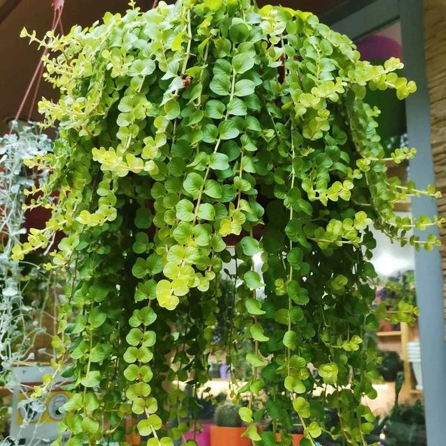 室内适合养的18种开花植物(6种小众的室内垂盆植物)(5)