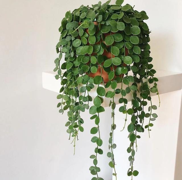 室内适合养的18种开花植物(6种小众的室内垂盆植物)(11)
