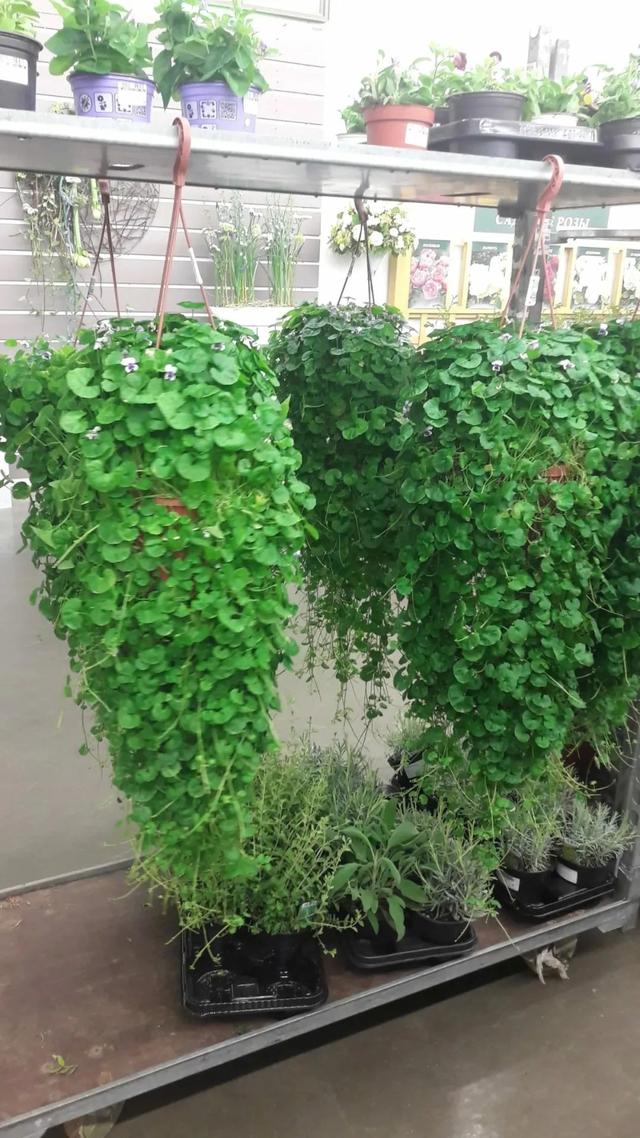 室内适合养的18种开花植物(6种小众的室内垂盆植物)(7)