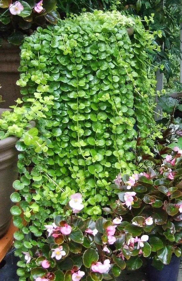 室内适合养的18种开花植物(6种小众的室内垂盆植物)(6)