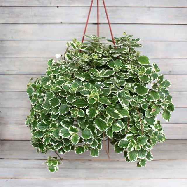 室内适合养的18种开花植物(6种小众的室内垂盆植物)(4)