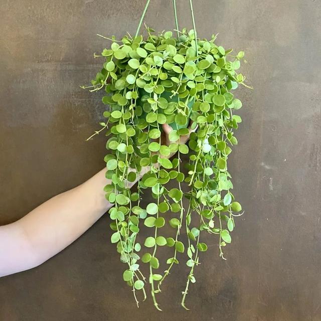 室内适合养的18种开花植物(6种小众的室内垂盆植物)(10)