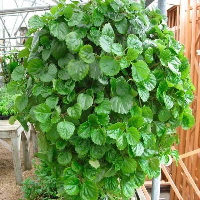 室内适合养的18种开花植物(6种小众的室内垂盆植物)(3)