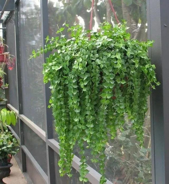 室内适合养的18种开花植物(6种小众的室内垂盆植物)(12)