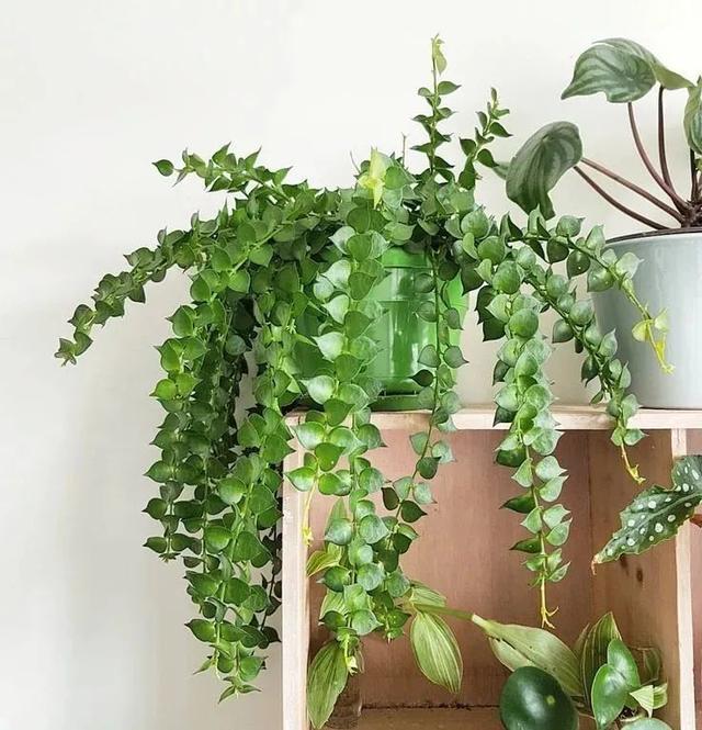 室内适合养的18种开花植物(6种小众的室内垂盆植物)(13)