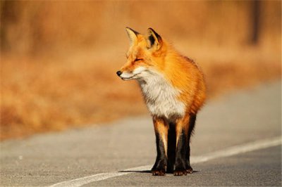 ​红狐狸当前有几只 外相交易引导红狐狸数目缩小
