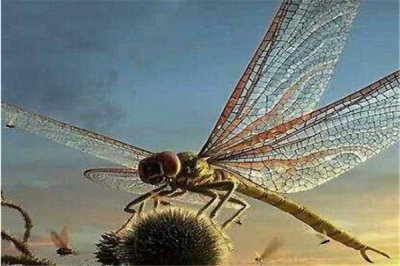 ​古蜻蜓是一种什么蜻蜓？生存在3.5亿年前的生物