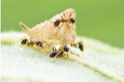 ​菱结大头蚁是什么蚂蚁 属于节肢动物门比拟罕见
