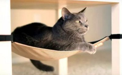 ​猫床的选择很重要