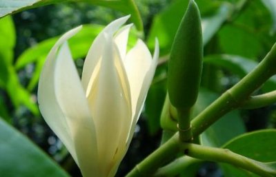 ​白兰花的介绍-白兰花的作用