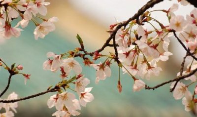​武汉大学来赏樱花 让青春放肆的飞扬！