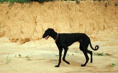 ​细犬如何喂养？细犬是什么狗？