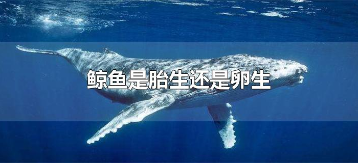 鲸鱼是胎生还是卵生