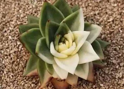 ​多肉植物出锦是什么意思（什么叫做多肉出锦）