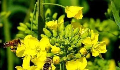 菜花什么季节开花?