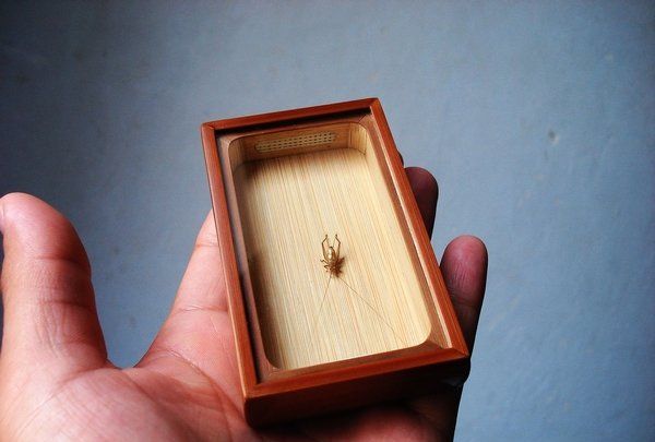 金铃子是什么昆虫,蟋蟀图5