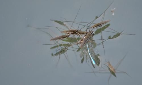 水马是啥东西,四足水中生物,象蚊虫,在水面上跑,是啥?图9