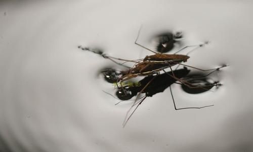 水马是啥东西,四足水中生物,象蚊虫,在水面上跑,是啥?图10