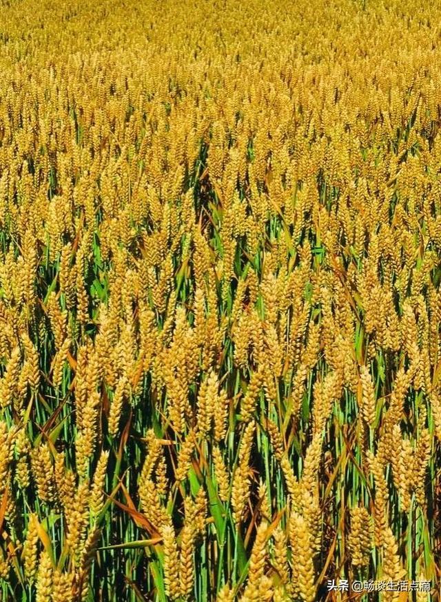 九九重阳节下雨有什么说法(这天下雨好不好)(5)