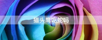 ​猫头鹰吃蛇吗