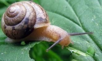 耕地长牙齿是什么意思，菜地有蜗牛是什么原因？用什么药可以去掉？图3