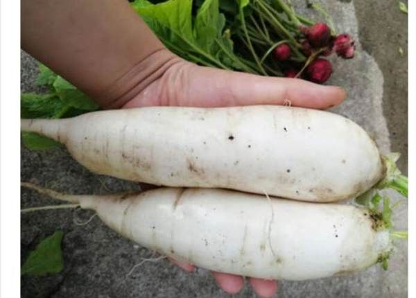 胡萝卜长白色须能吃吗,萝卜长白毛还能吃图3