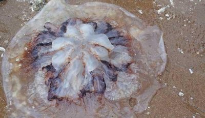 ​海蜇是水母吗，海蜇和水母有区别吗？