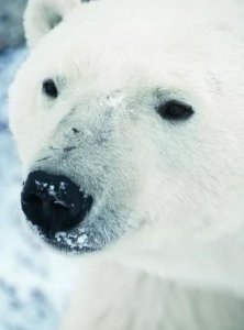 ​北极熊的皮肤是什么颜色,北极熊看起来全身雪白