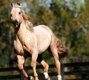 马羊牛的蹄子有什么特点