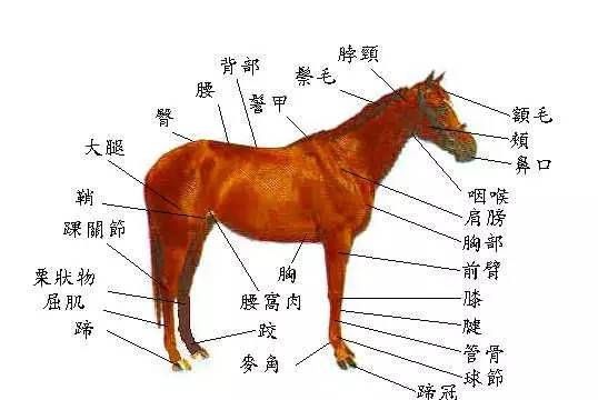 马蹄是马的什么