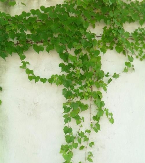爬山虎长大后的叶子有哪些特点