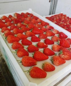 ​冬季草莓需要放冰箱吗，草莓车厘子冬天要放在冰箱里吗？
