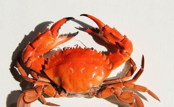 螃蟹是放在水里面养还是不放水,螃蟹可以放水里养着吗图2