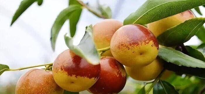 冬枣用酒怎么保存方法