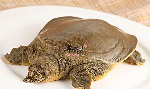 甲鱼怎么放存活时间长