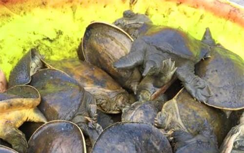 甲鱼壳要怎么保存