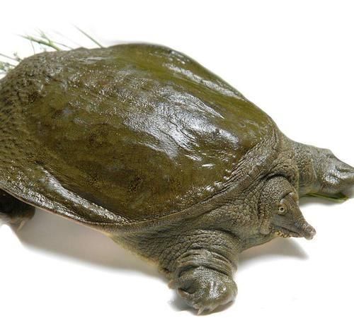 夏天甲鱼怎么保存不死，甲鱼壳要怎么保存？图4