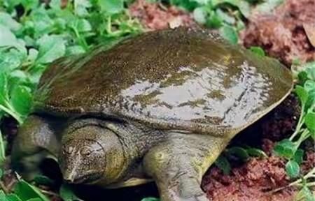 夏天甲鱼怎么保存不死，甲鱼壳要怎么保存？图5