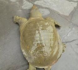 夏天甲鱼怎么保存不死，甲鱼壳要怎么保存？图3