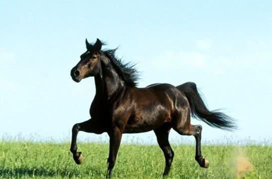 马蹄是一种什么植物