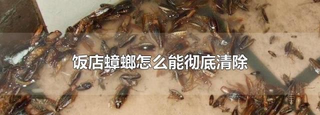 蟑螂怕什么味道不敢来放点白醋可以吗