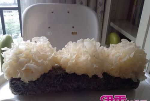 新鲜银耳吃前怎么处理方法