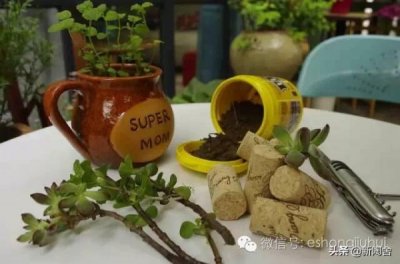 ​带有猫头鹰的红酒_带有猫头鹰的红酒有哪些